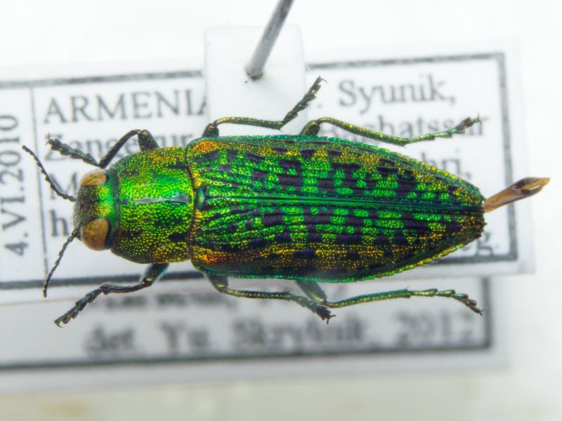 Lamprodila gloriosa (Marseul, 1865)